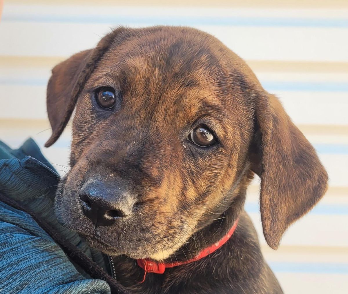 Gallery image: Shiitake