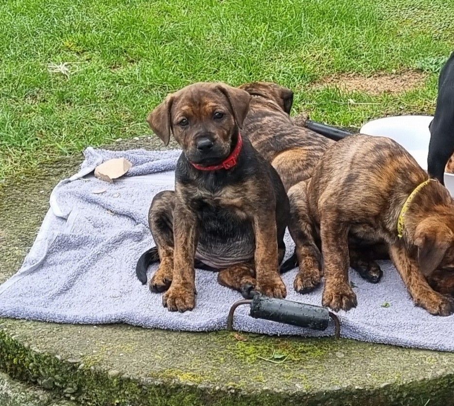 Gallery image: Shiitake