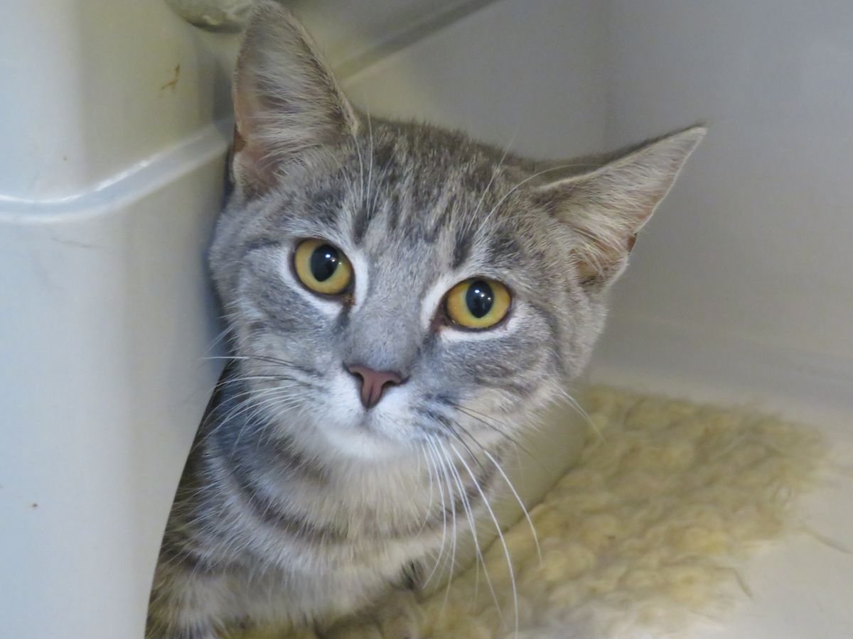 Gallery image: Wispa