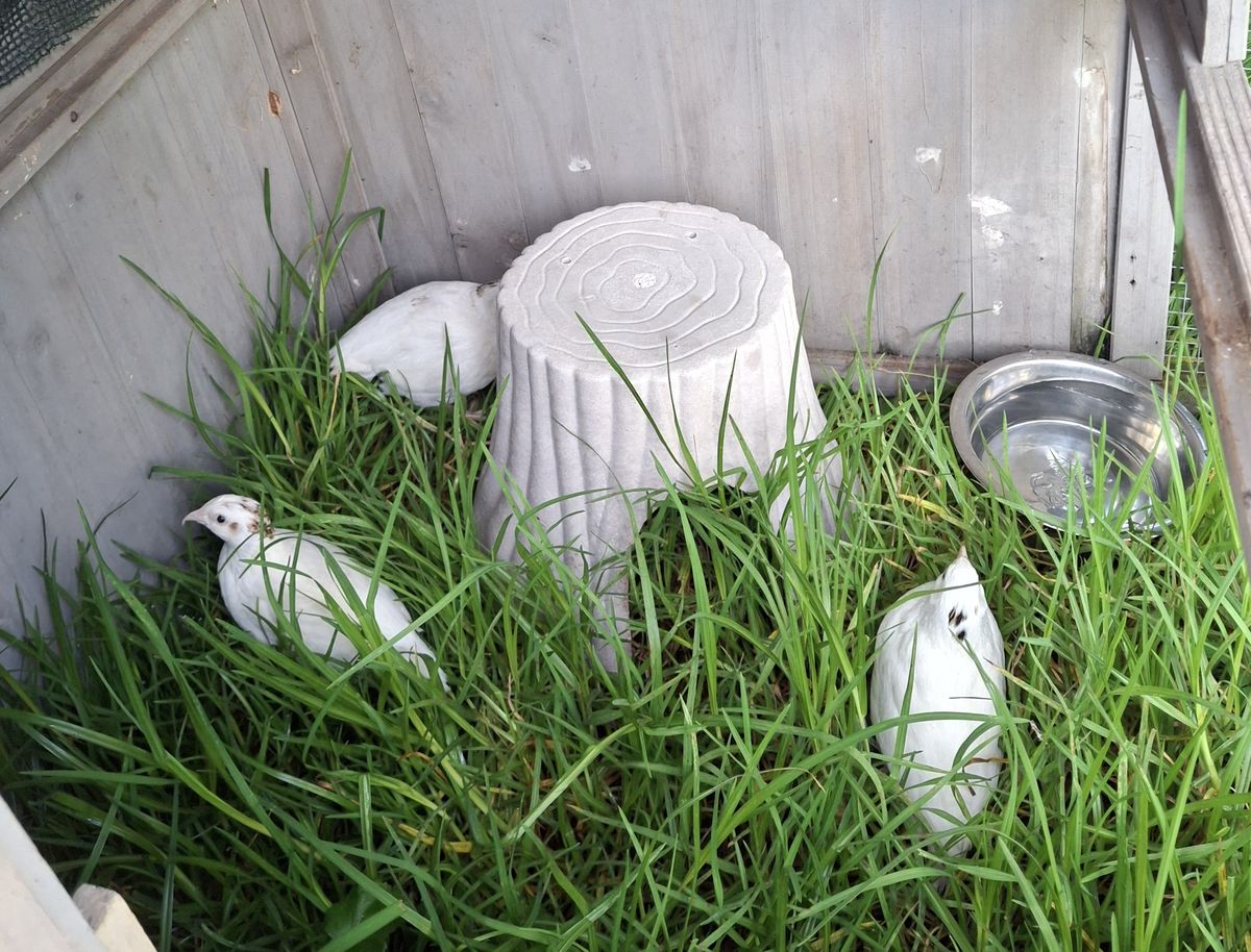 Gallery image: Magnolia And Friends