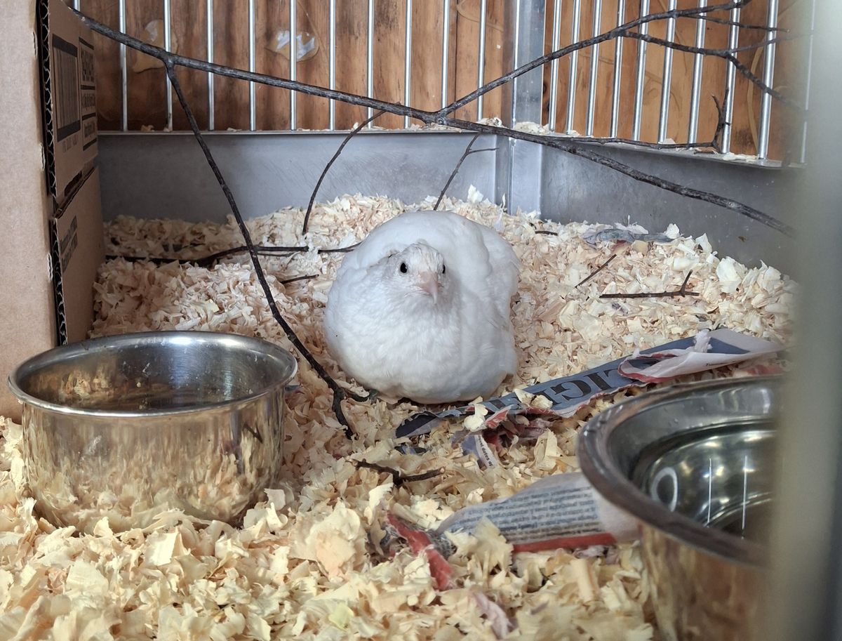 Gallery image: Magnolia And Friends