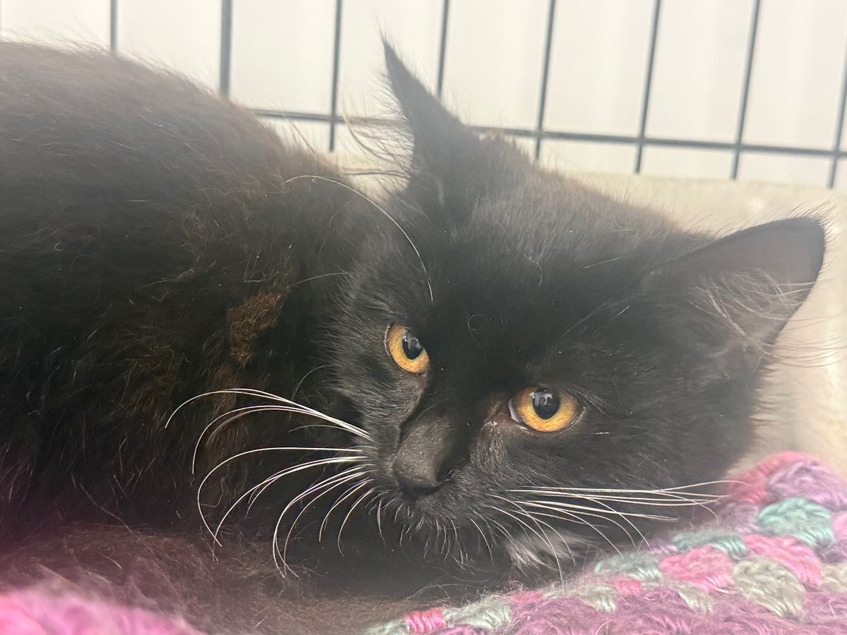 Gallery image: Trixie