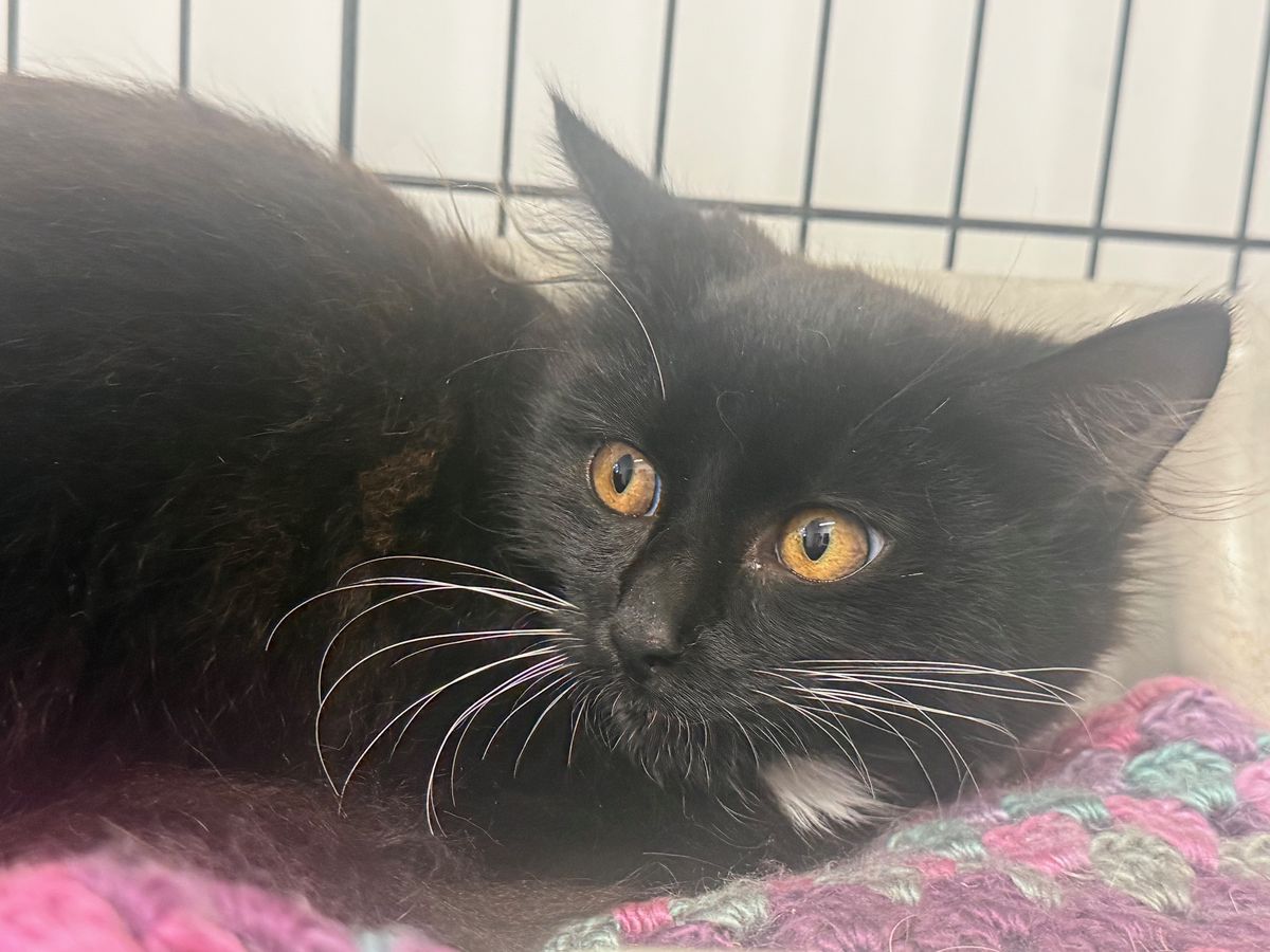 Gallery image: Trixie