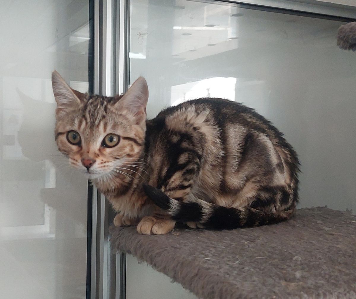 Gallery image: Coco Bean