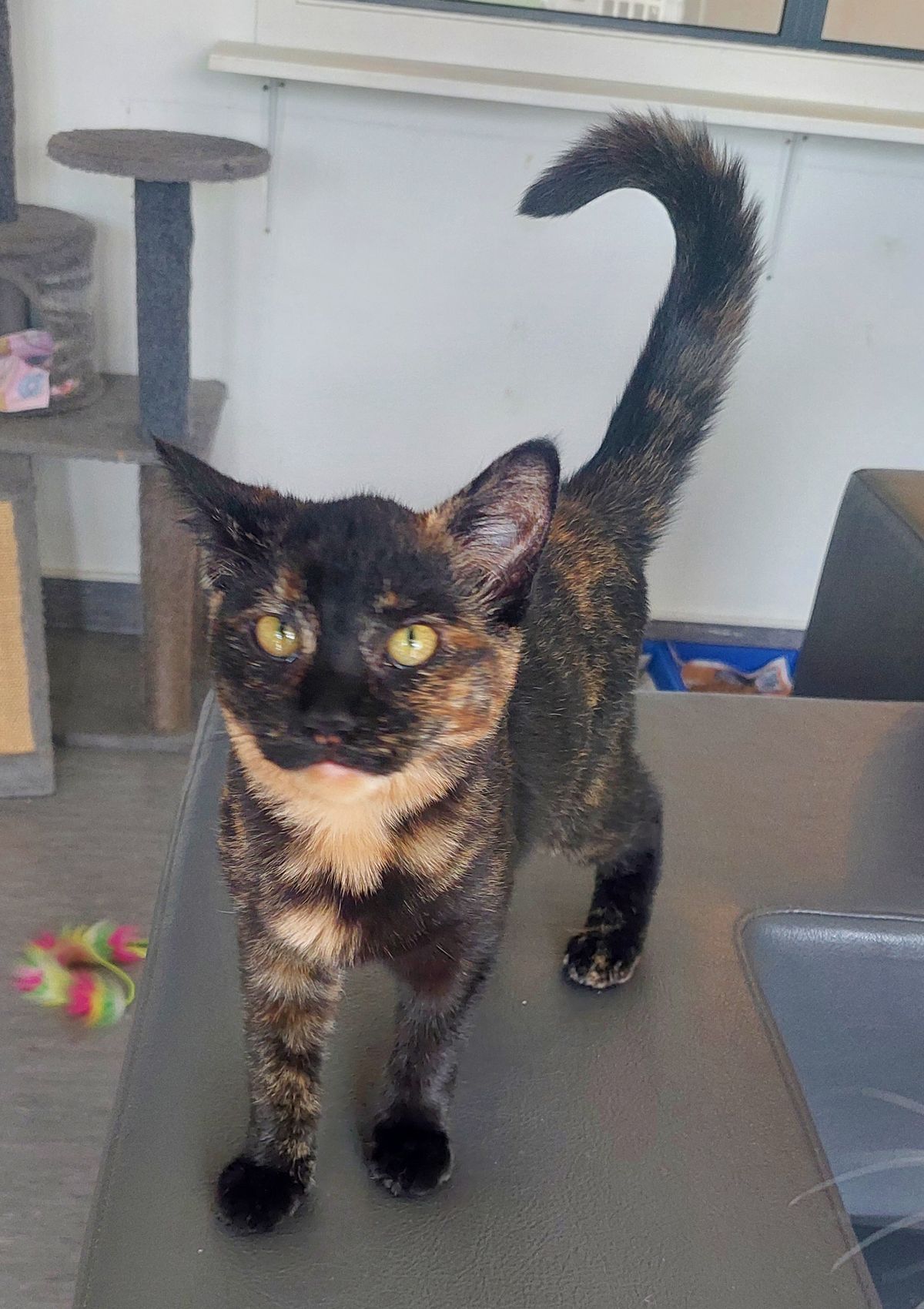 Gallery image: Keithina