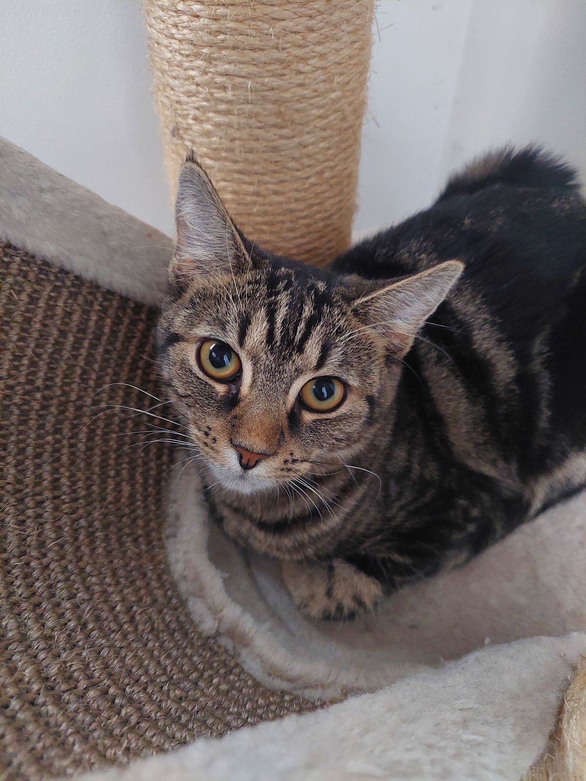 Gallery image: Bonnie