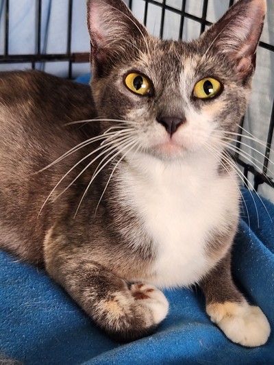 Margarita - Domestic Short Hair