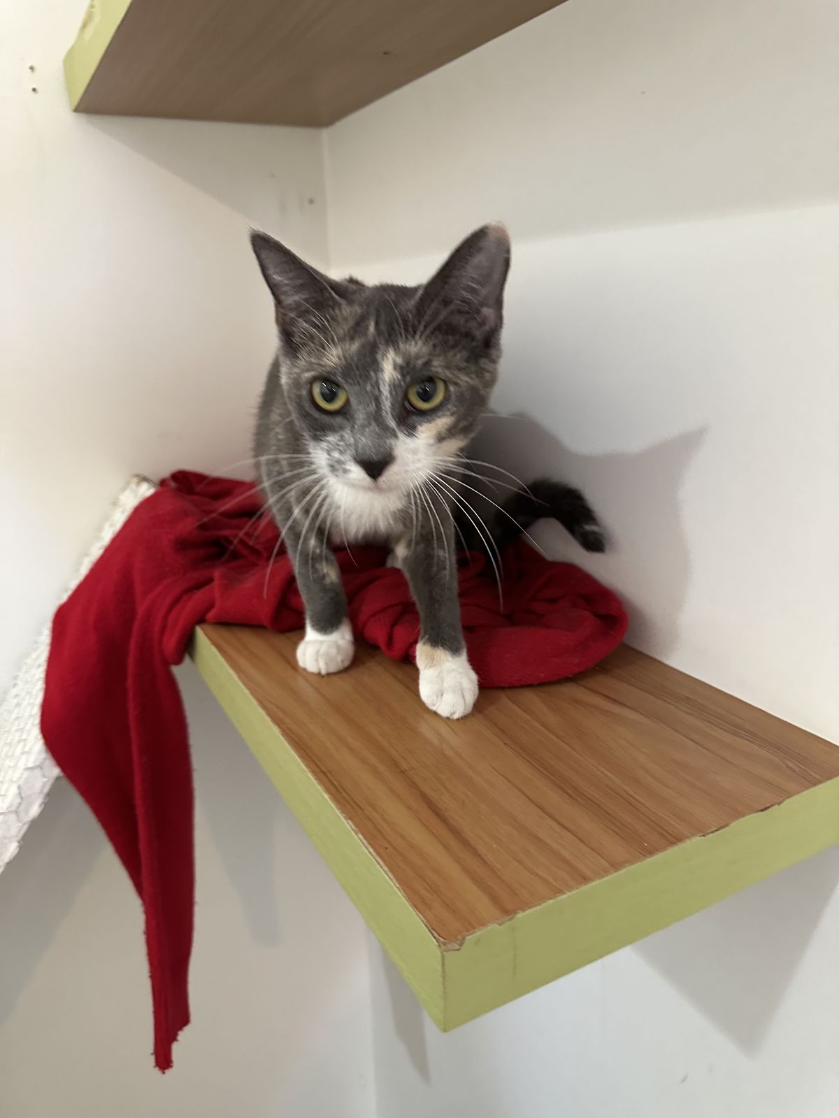 Gallery image: Margarita