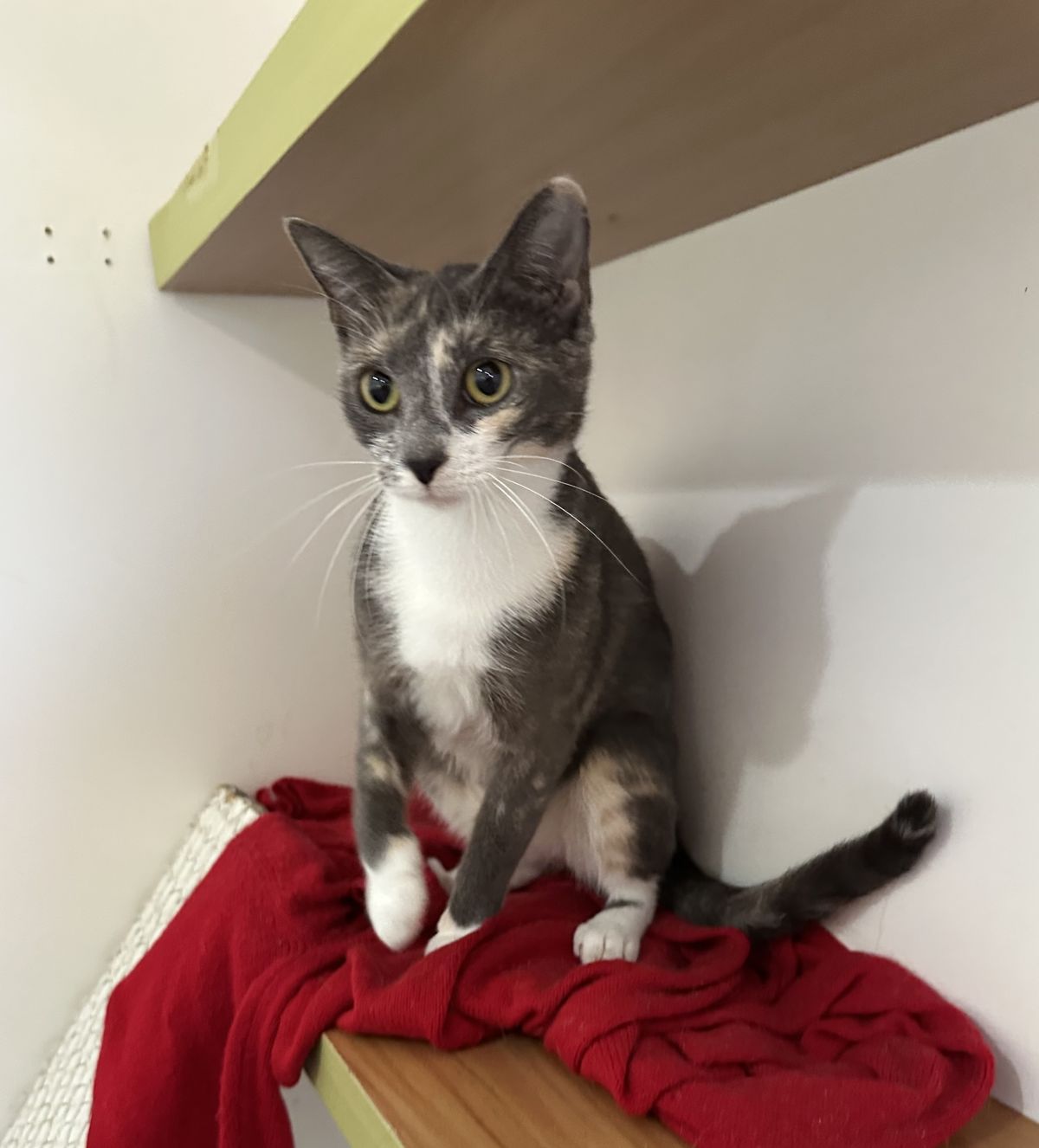 Gallery image: Margarita