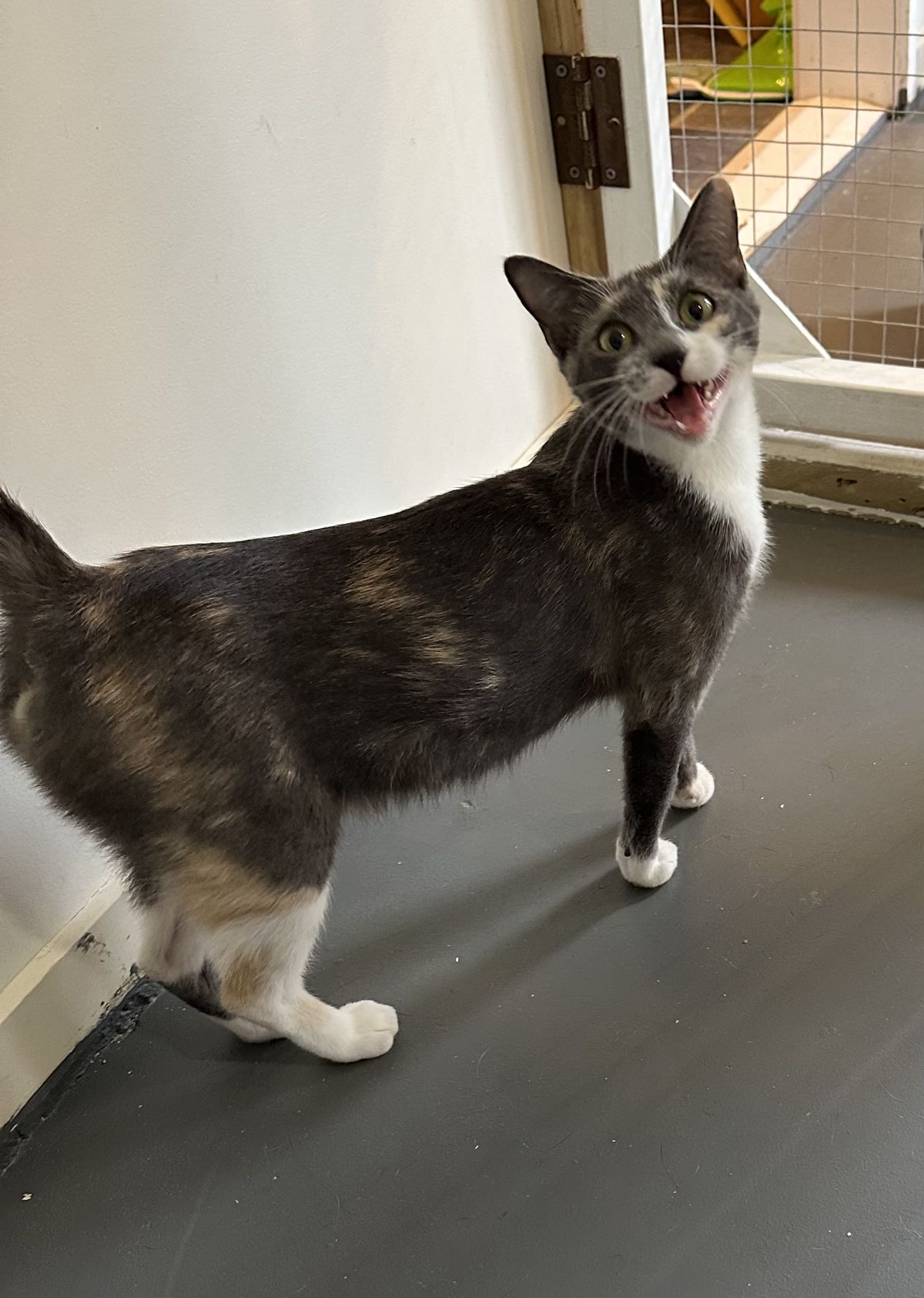 Gallery image: Margarita