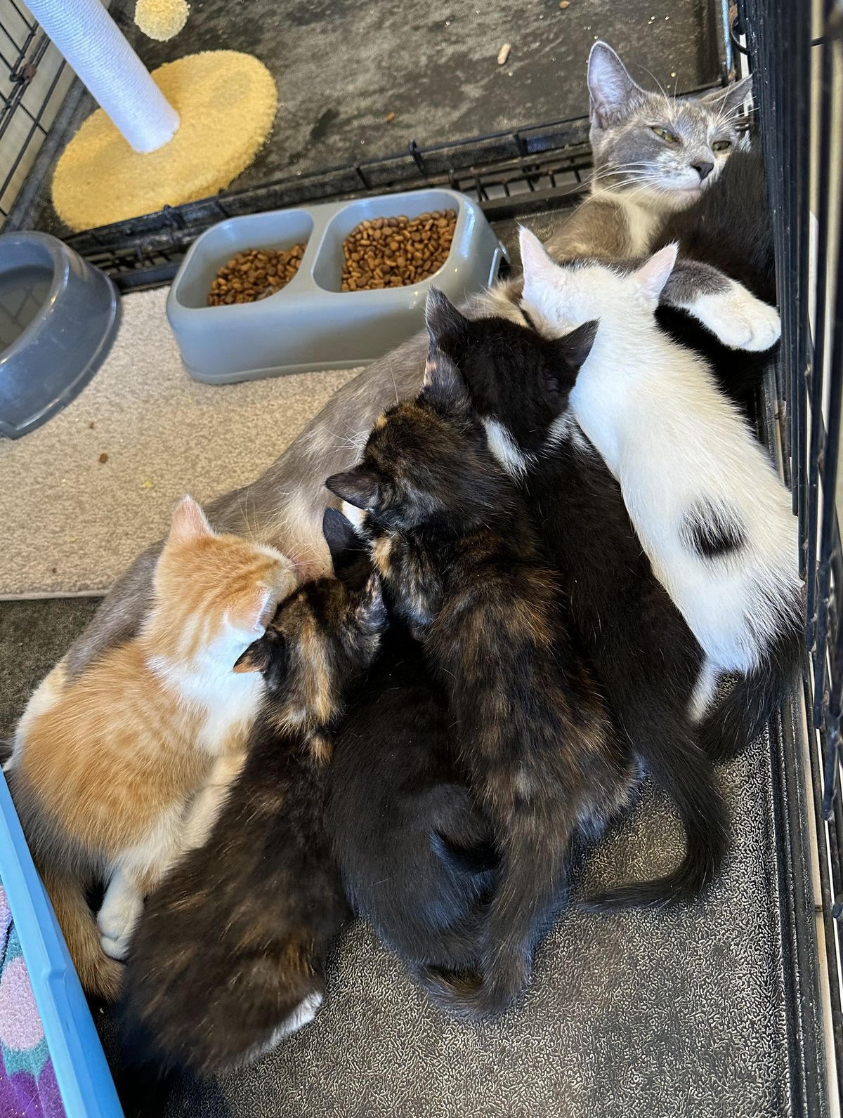 Gallery image: Margarita