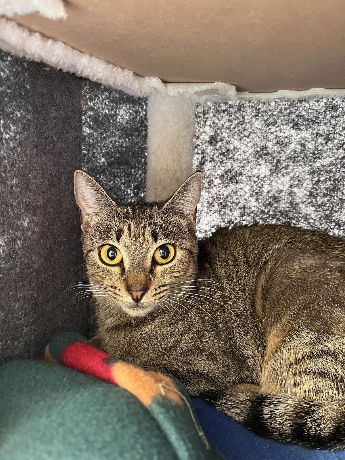 Gallery image: Octavia