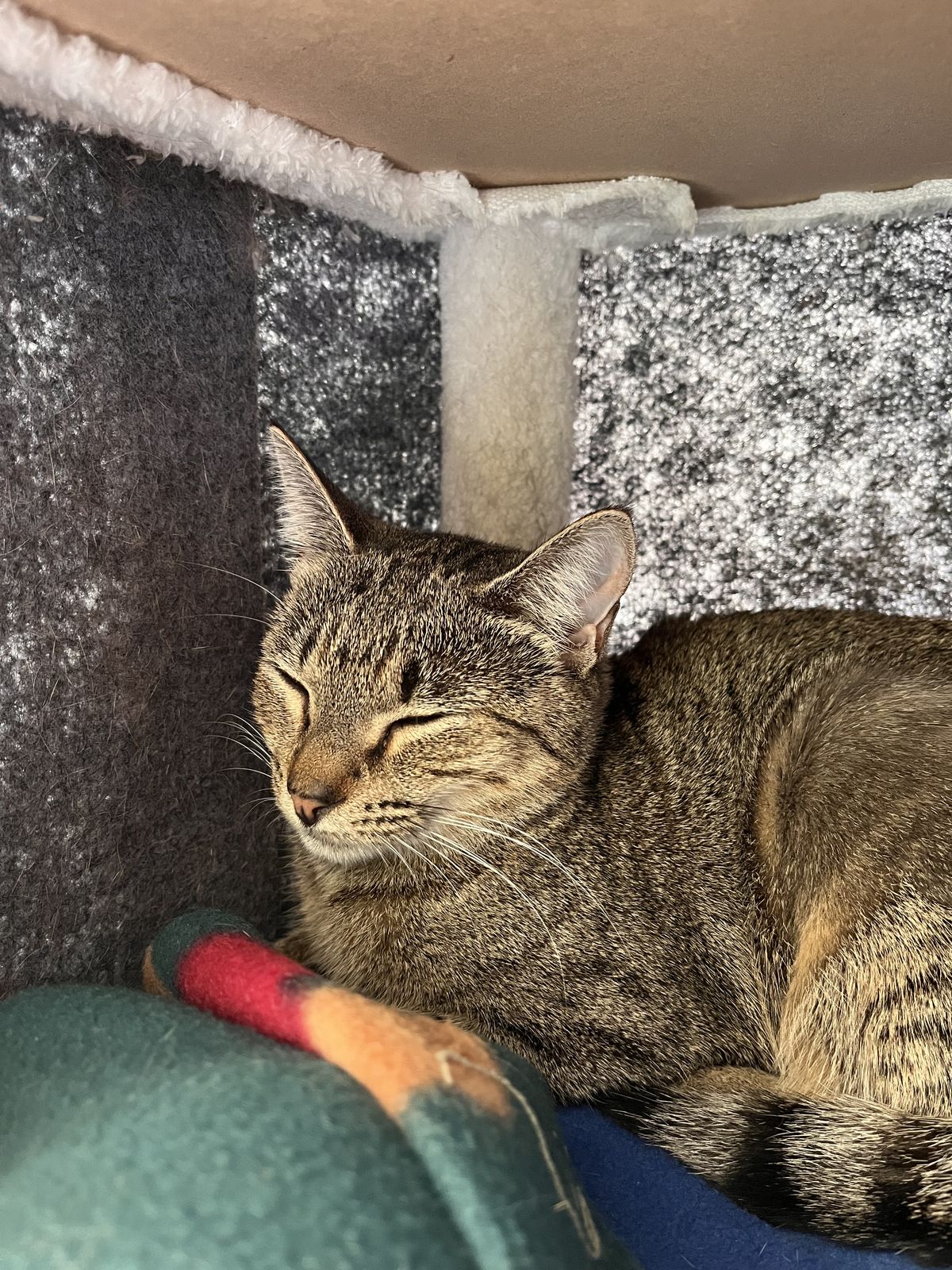 Gallery image: Octavia