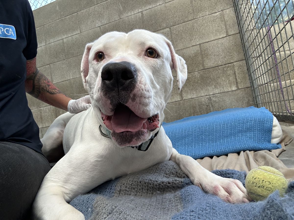 Gallery image: Cooper