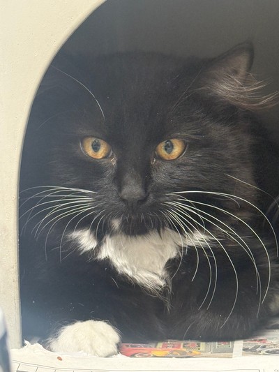 Trixie - Domestic Medium Hair