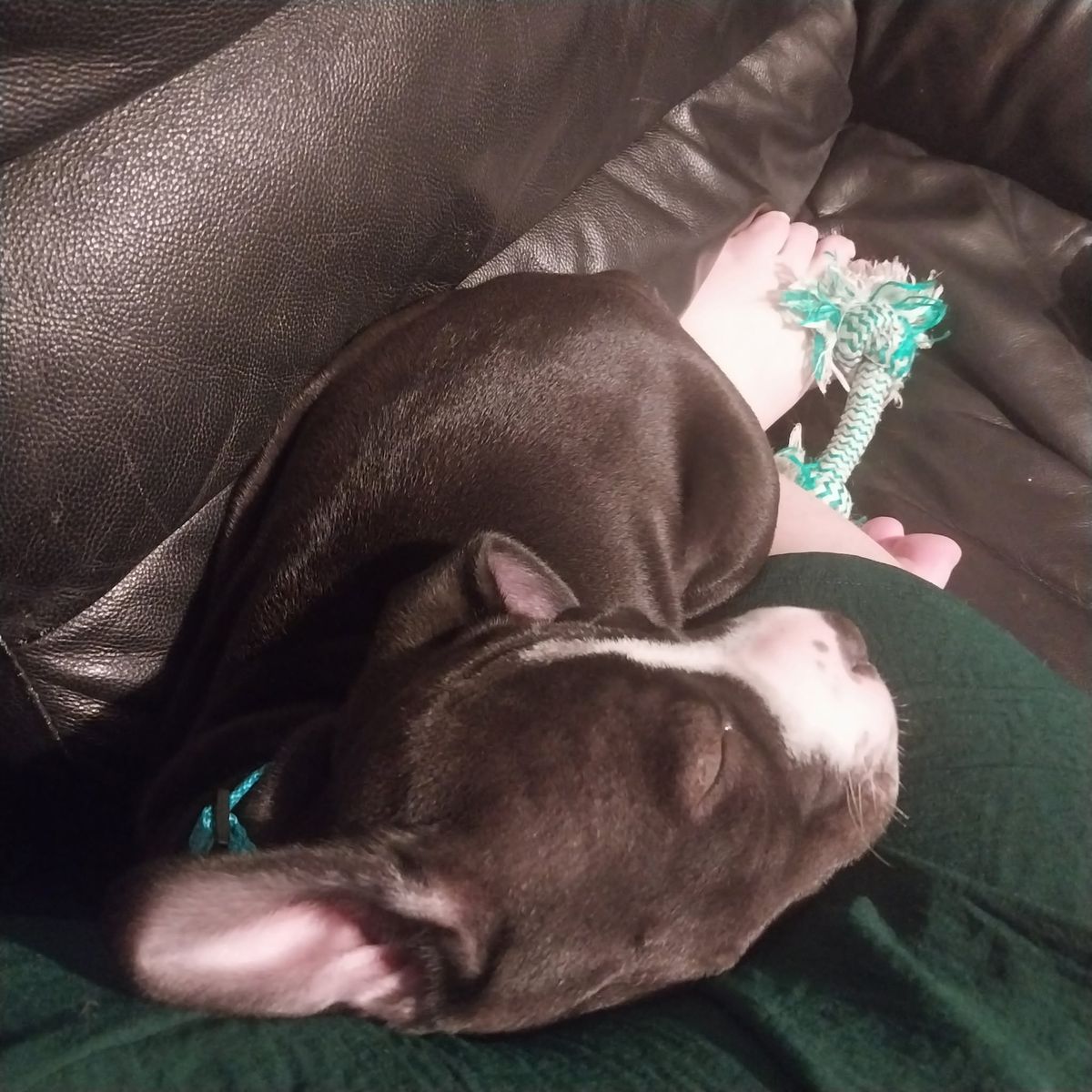 Gallery image: Mateo