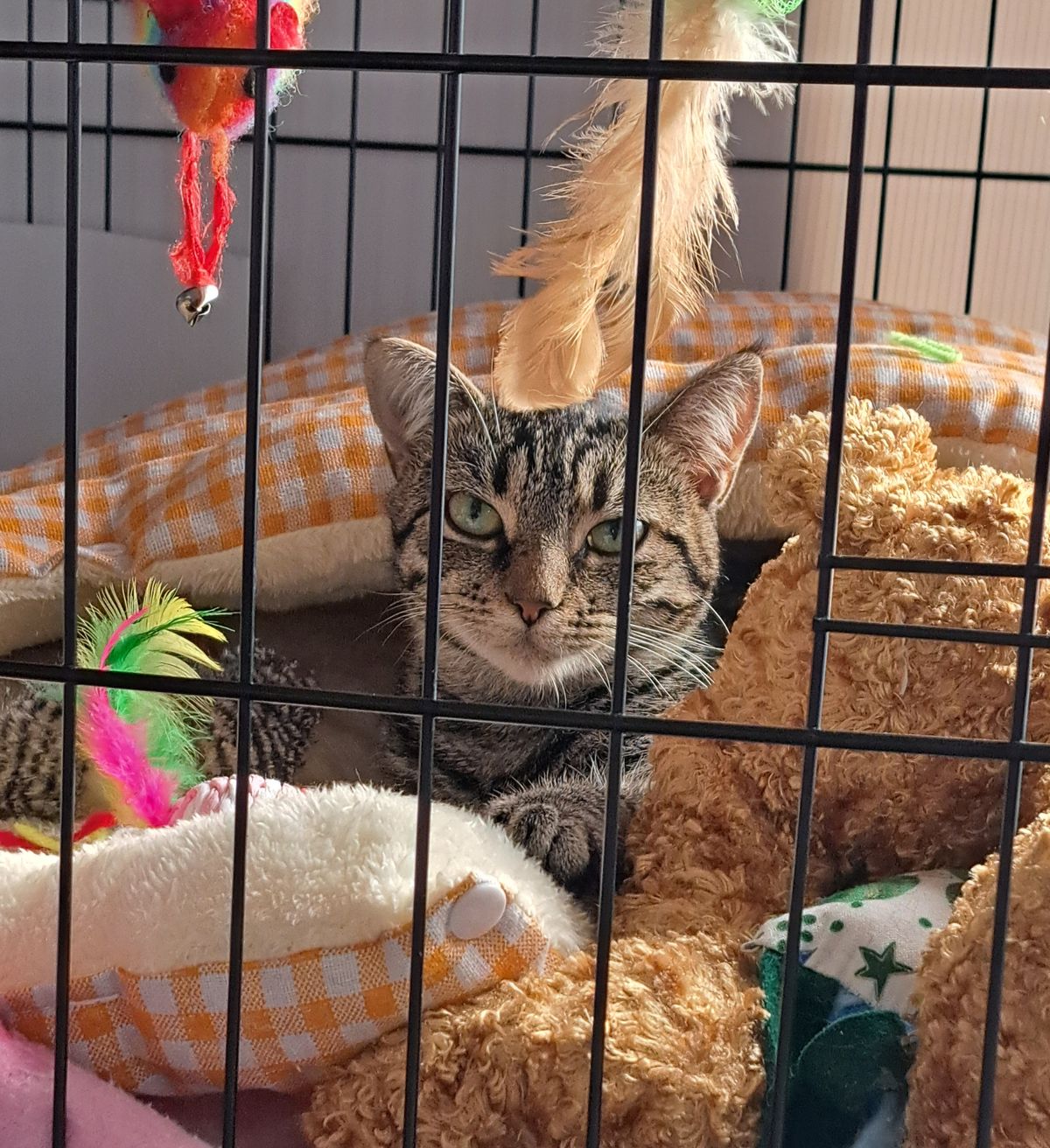 Gallery image: Lolly