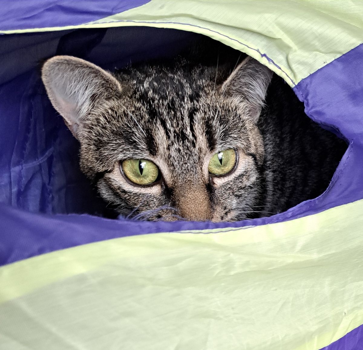 Gallery image: Lolly