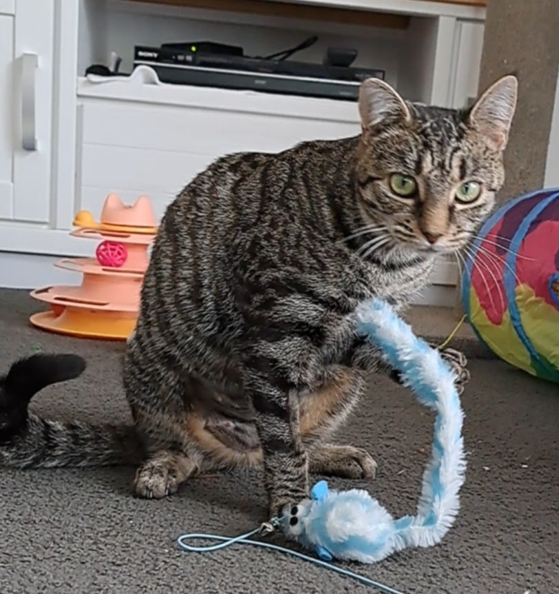 Gallery image: Lolly