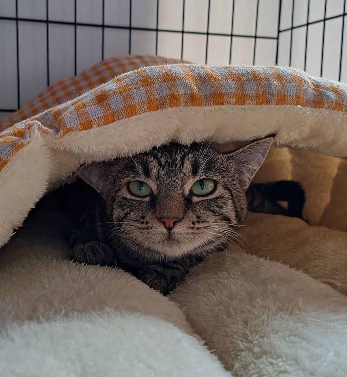 Gallery image: Lolly