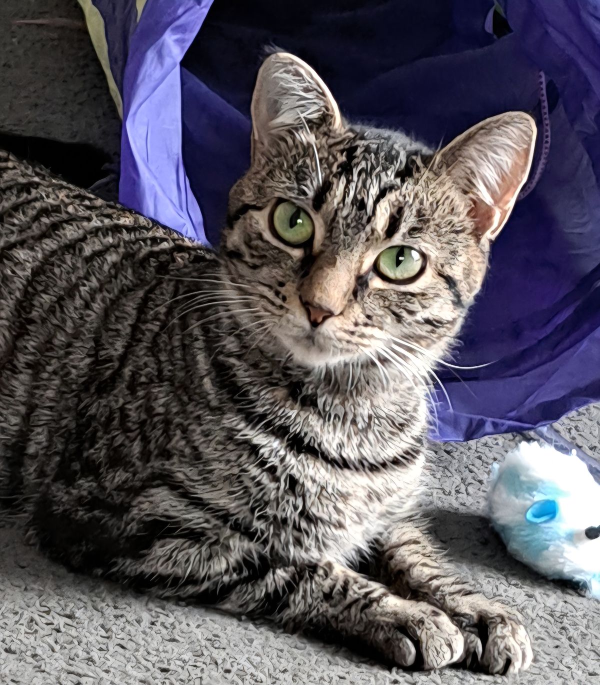 Gallery image: Lolly