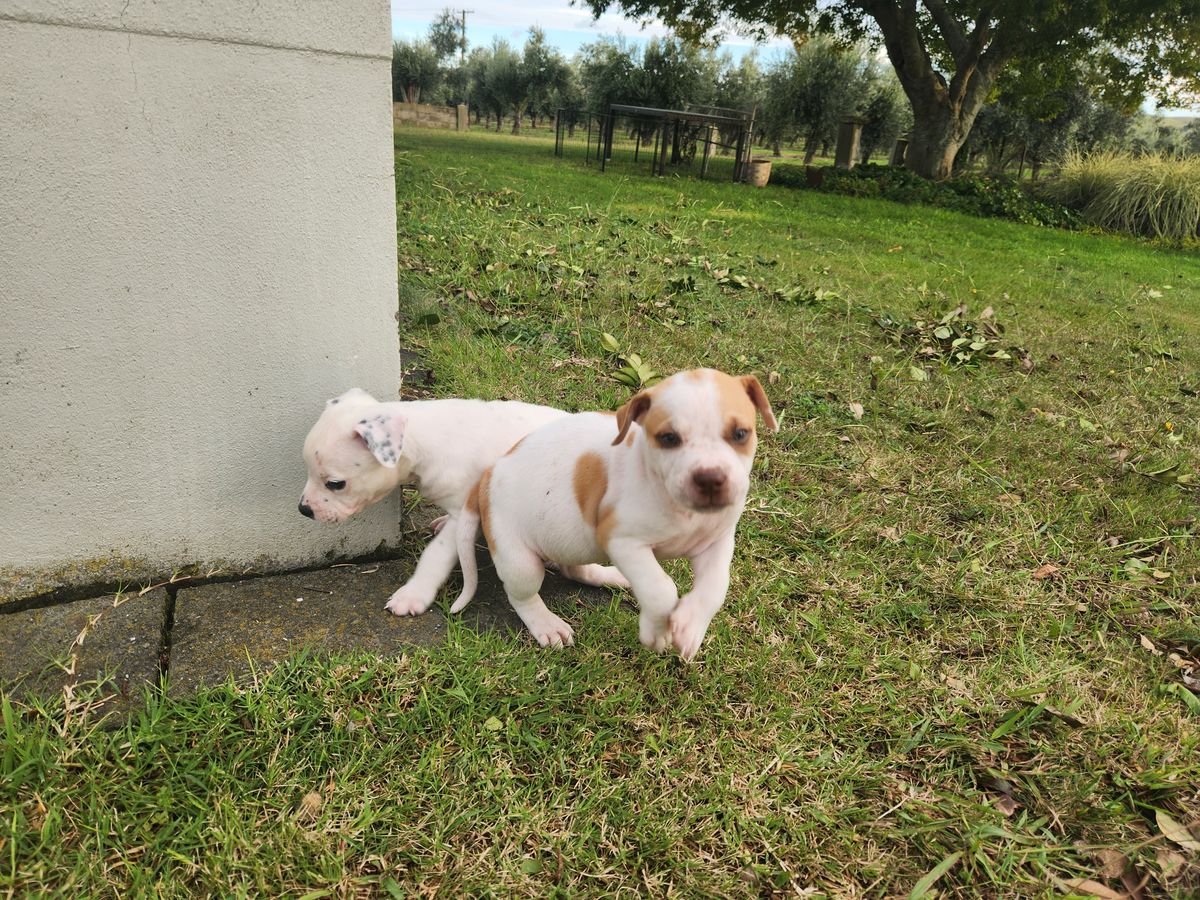 Gallery image: Selena 