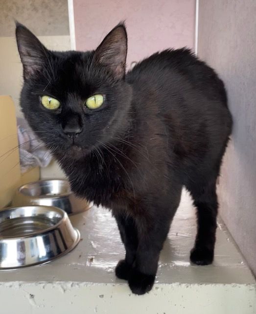 Gallery image: Ebony