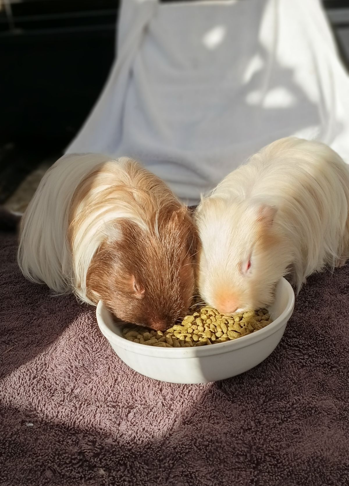 Gallery image: Pickle