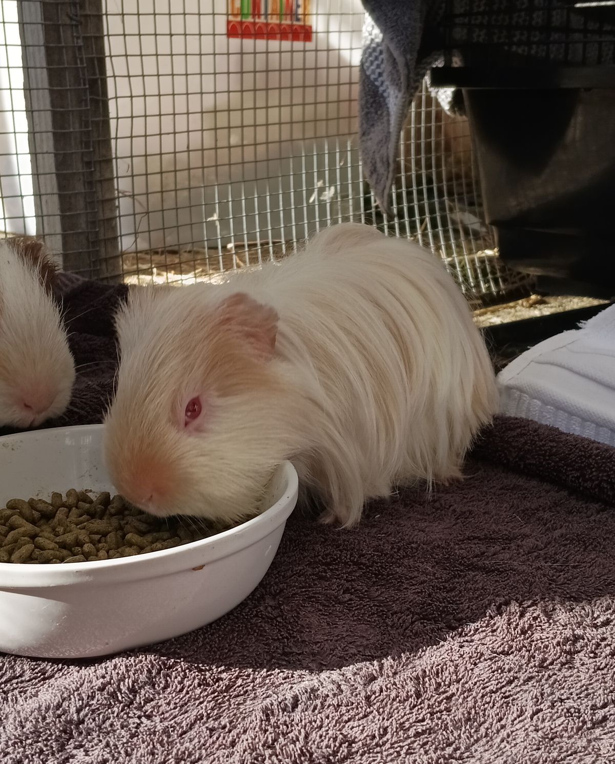 Gallery image: Pickle