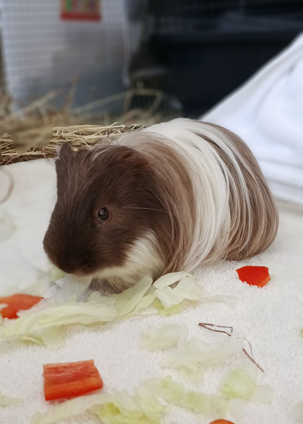 Gallery image: Maple