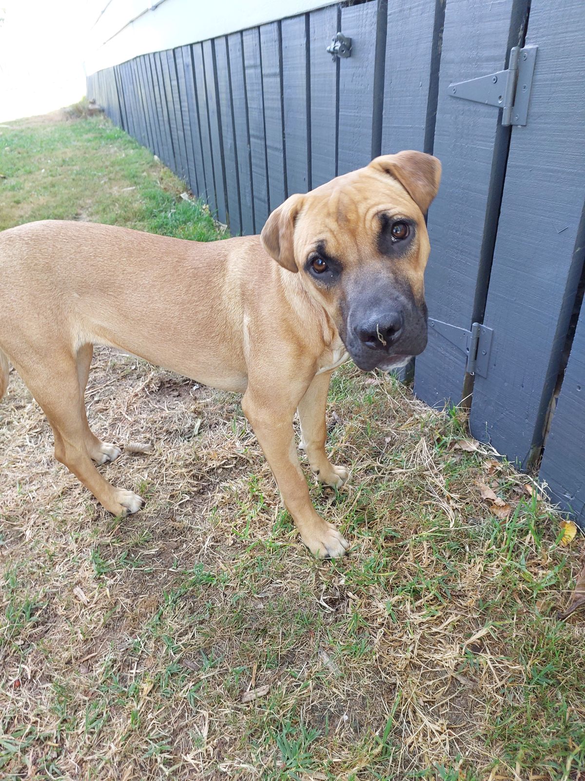 Gallery image: Cashew