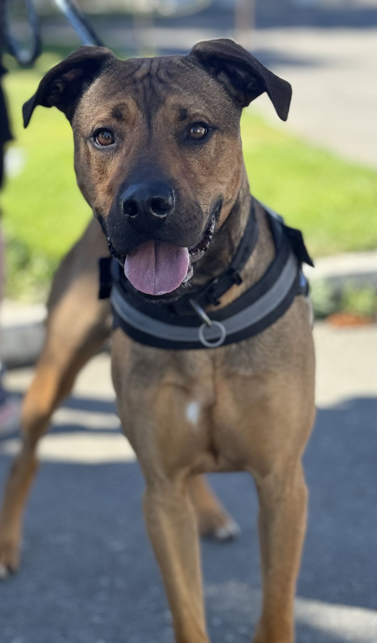 Gallery image: Dexter