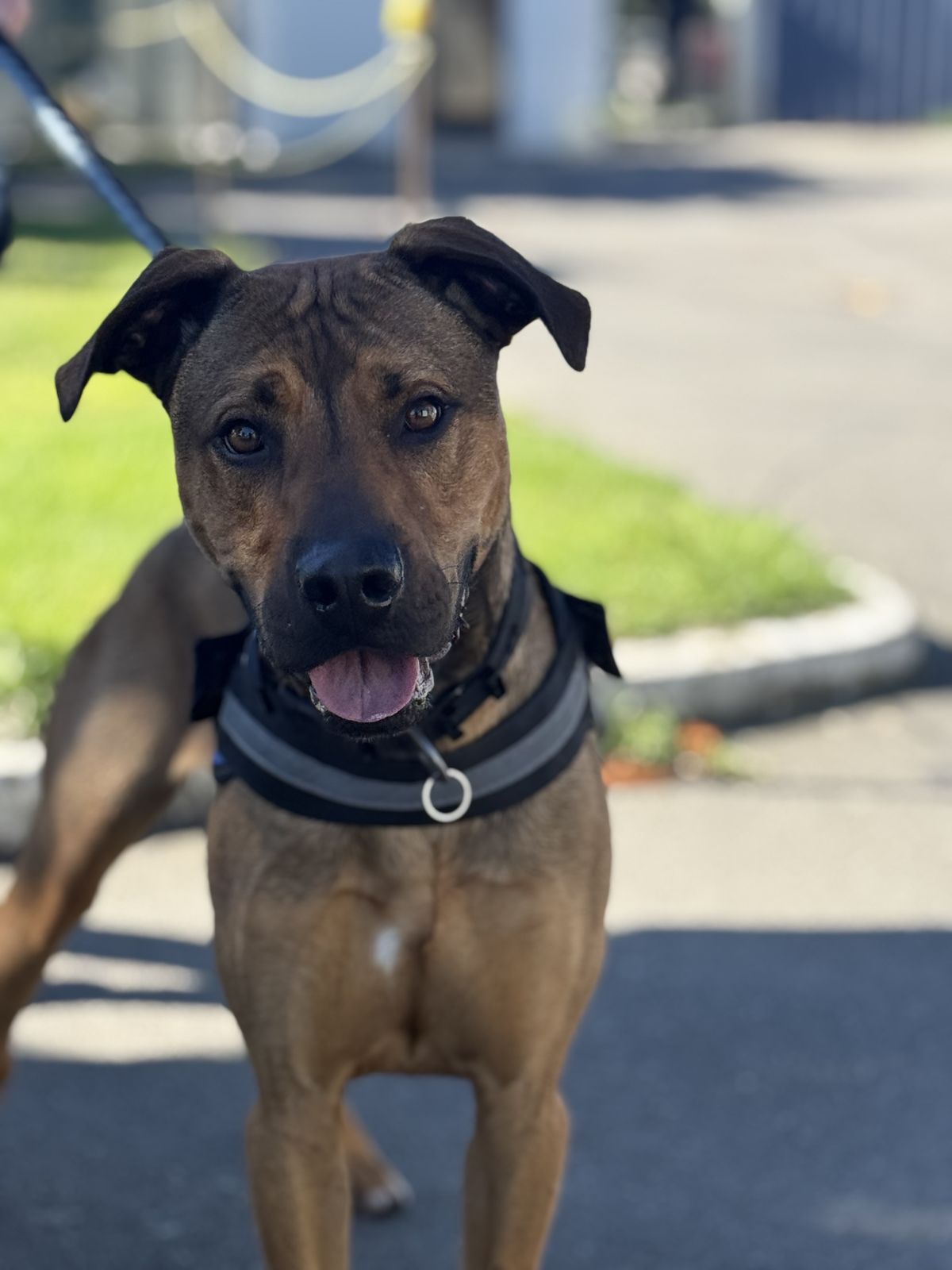 Gallery image: Dexter