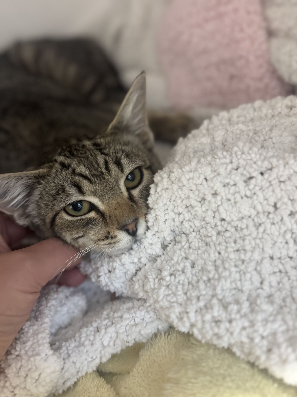 Gallery image: Polly