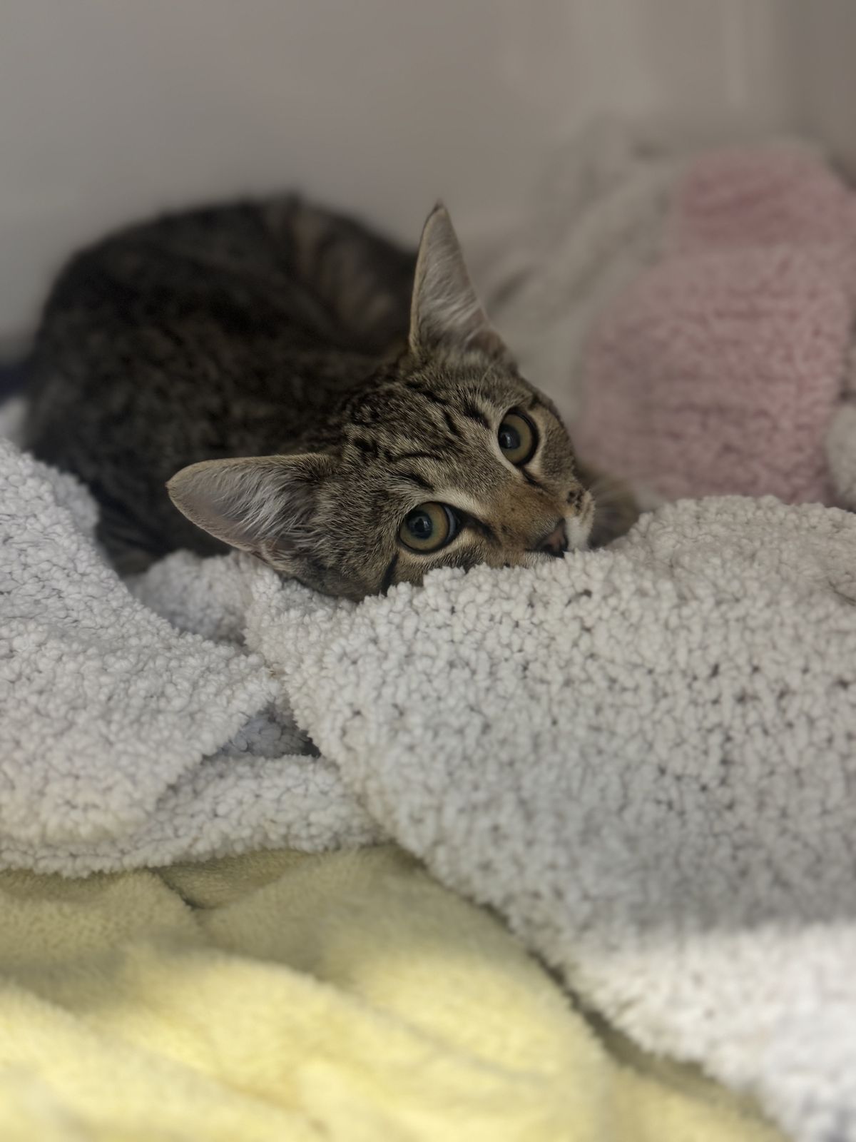 Gallery image: Polly