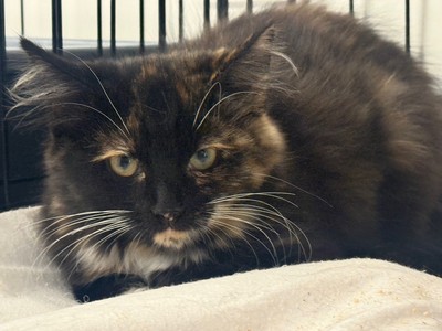 Petal - Domestic Medium Hair