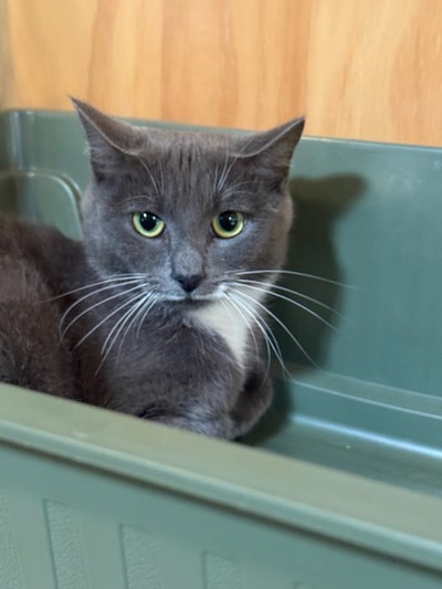 Dottie - Domestic Short Hair