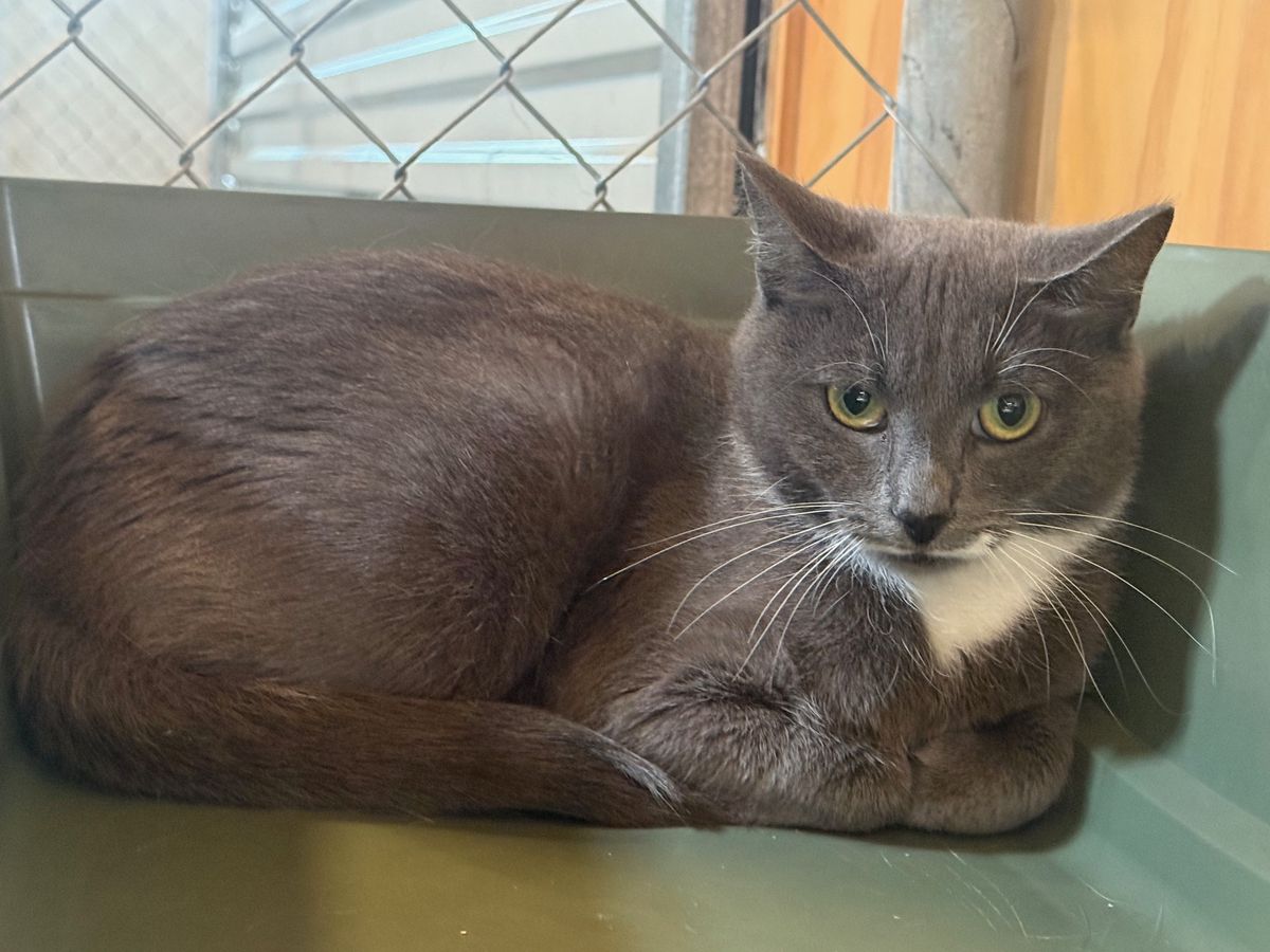 Gallery image: Dottie