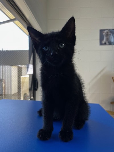 Toru - Domestic Short Hair