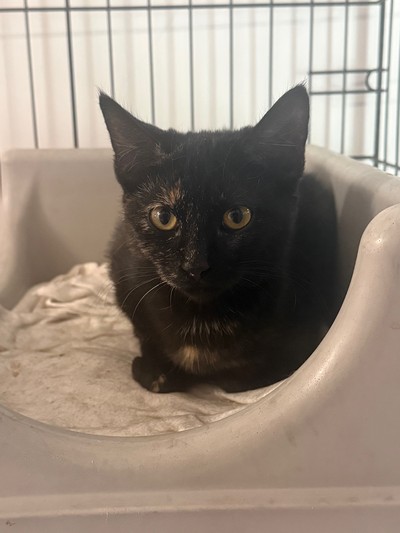 Gracie - Domestic Short Hair