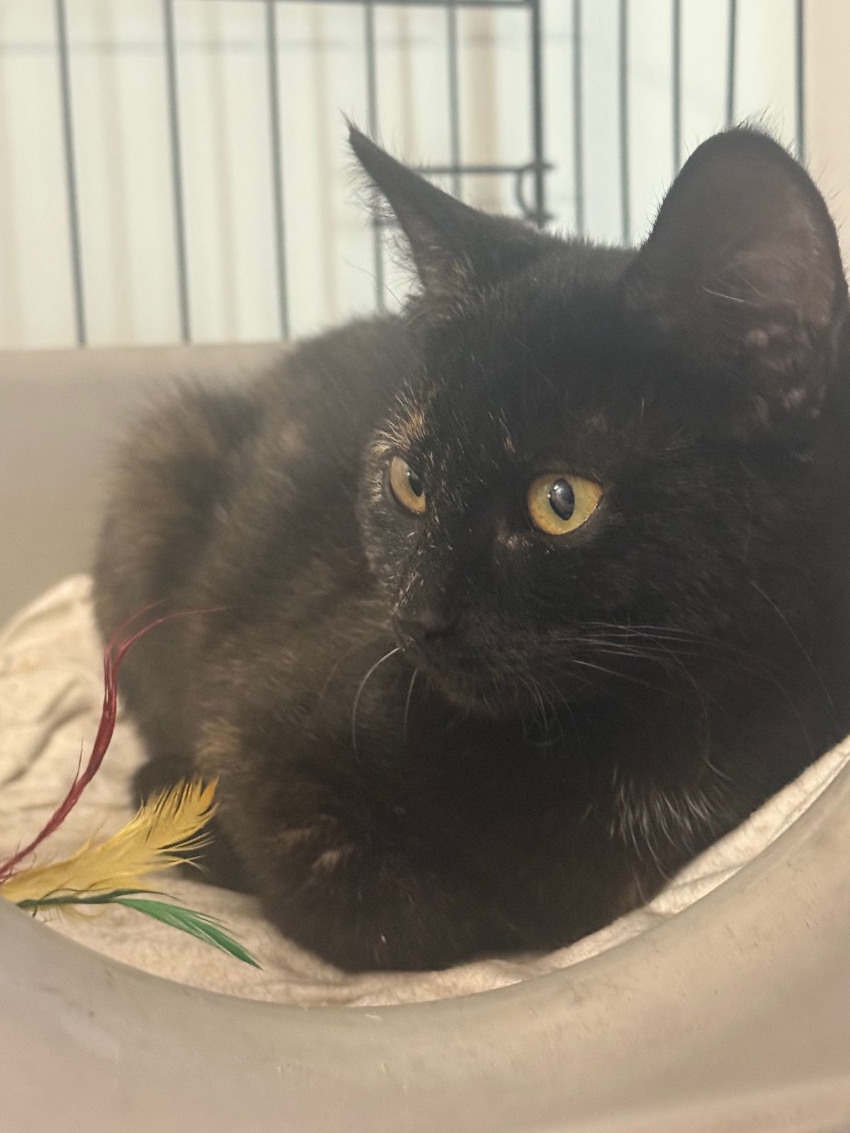 Gallery image: Gracie