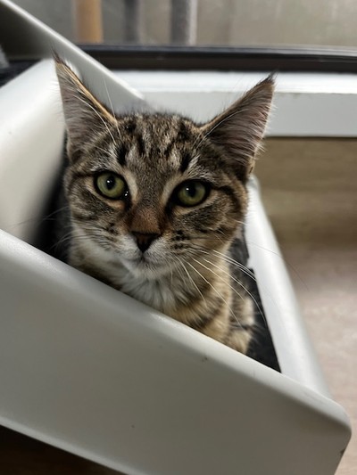 Ivy - Domestic Short Hair