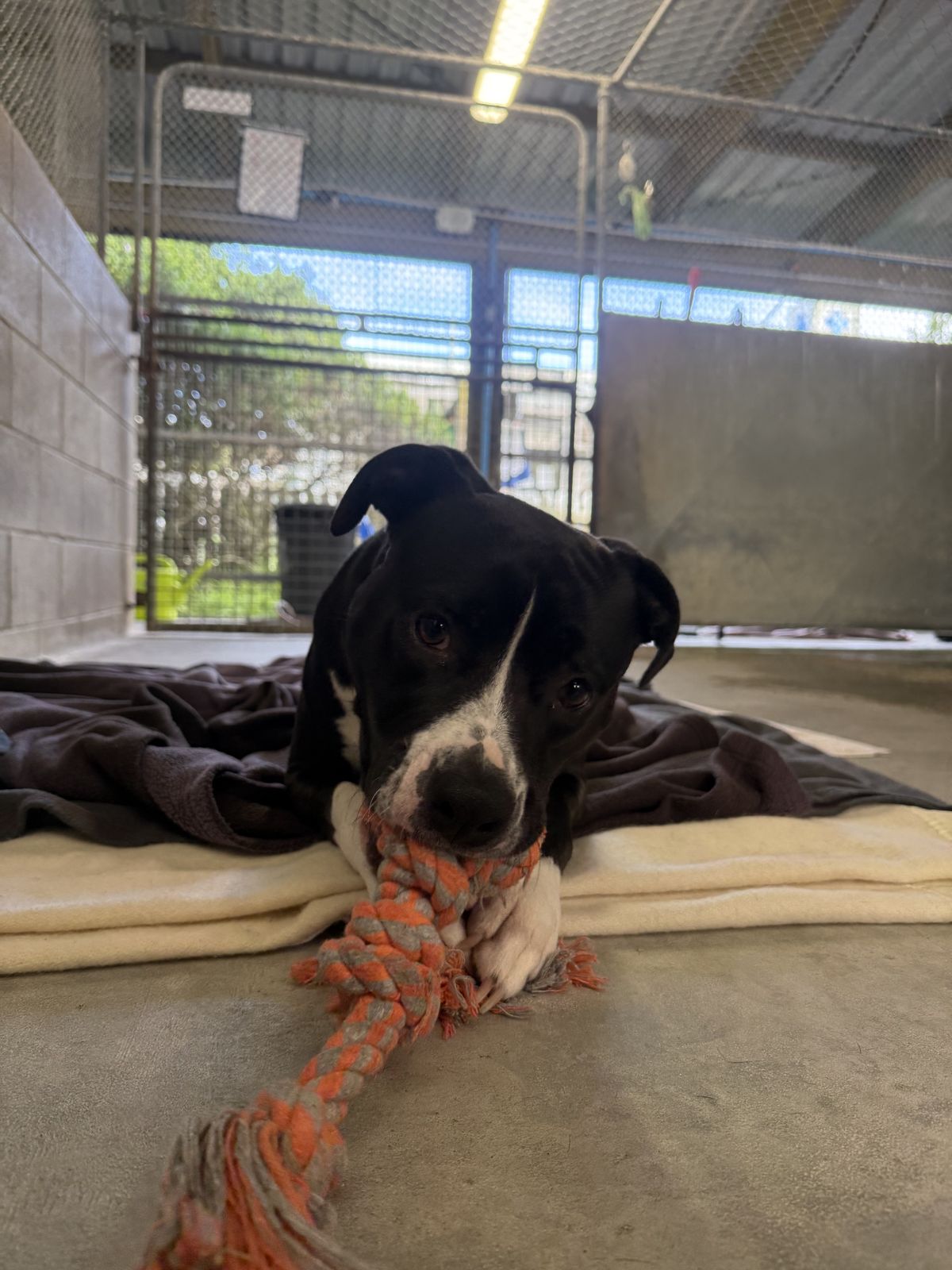 Gallery image: Shayla