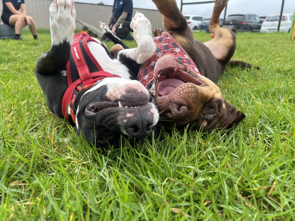 Gallery image: Shayla