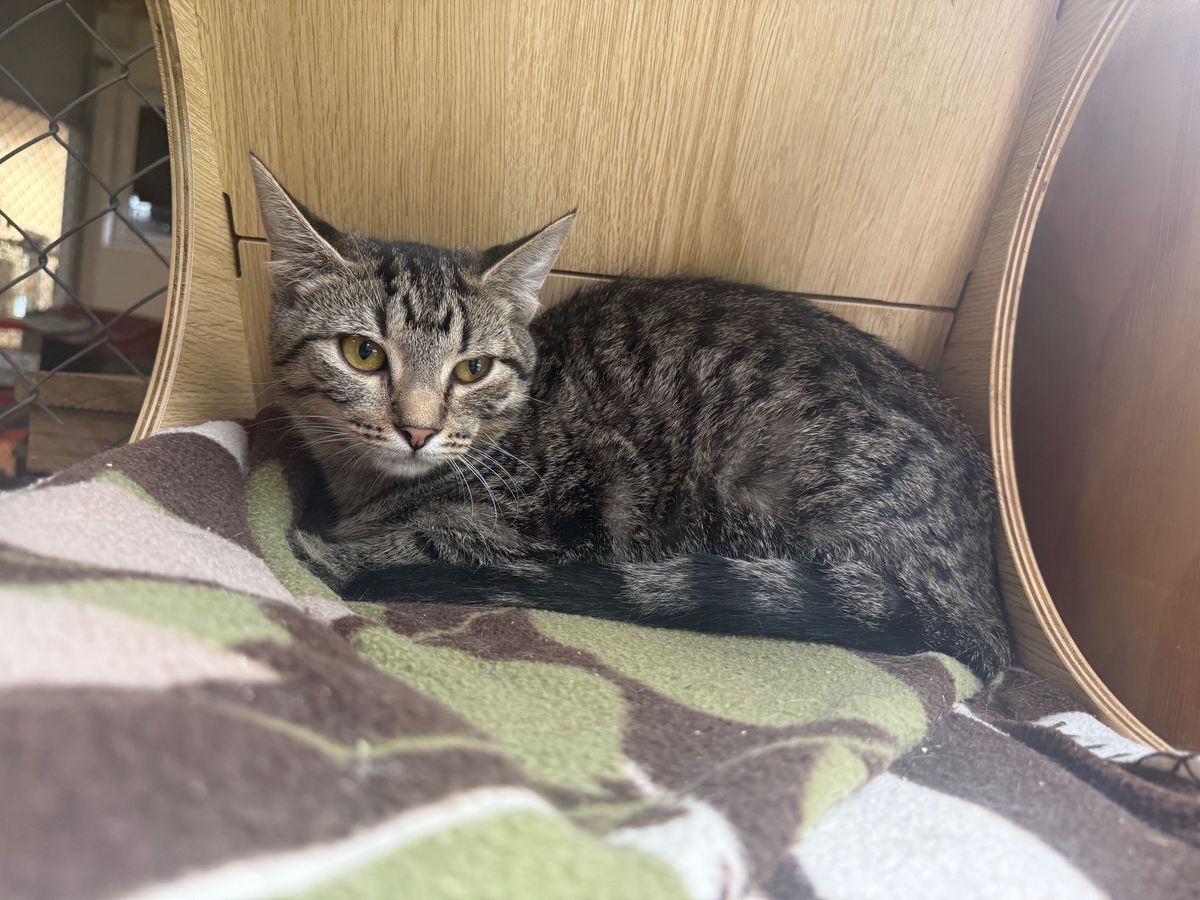 Gallery image: Dakota