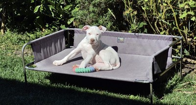 Kim - Medium Cross Breed