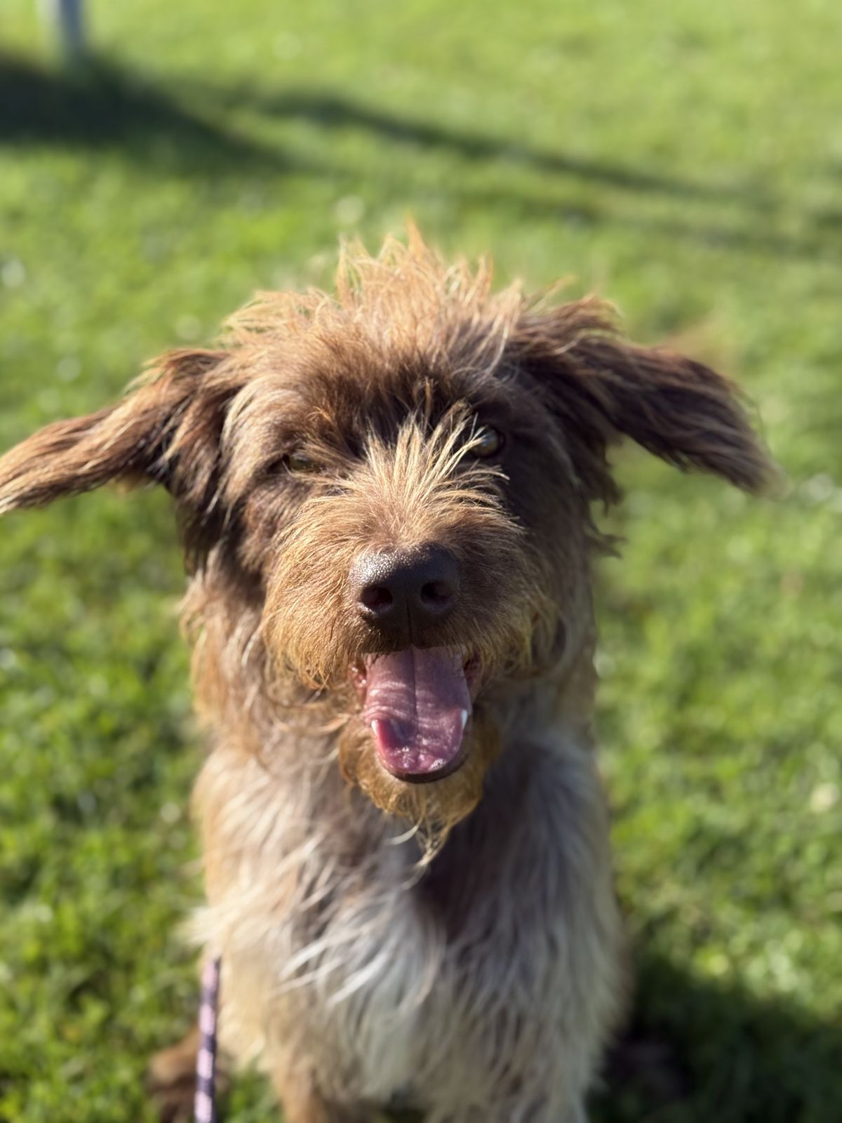 Gallery image: Alfred