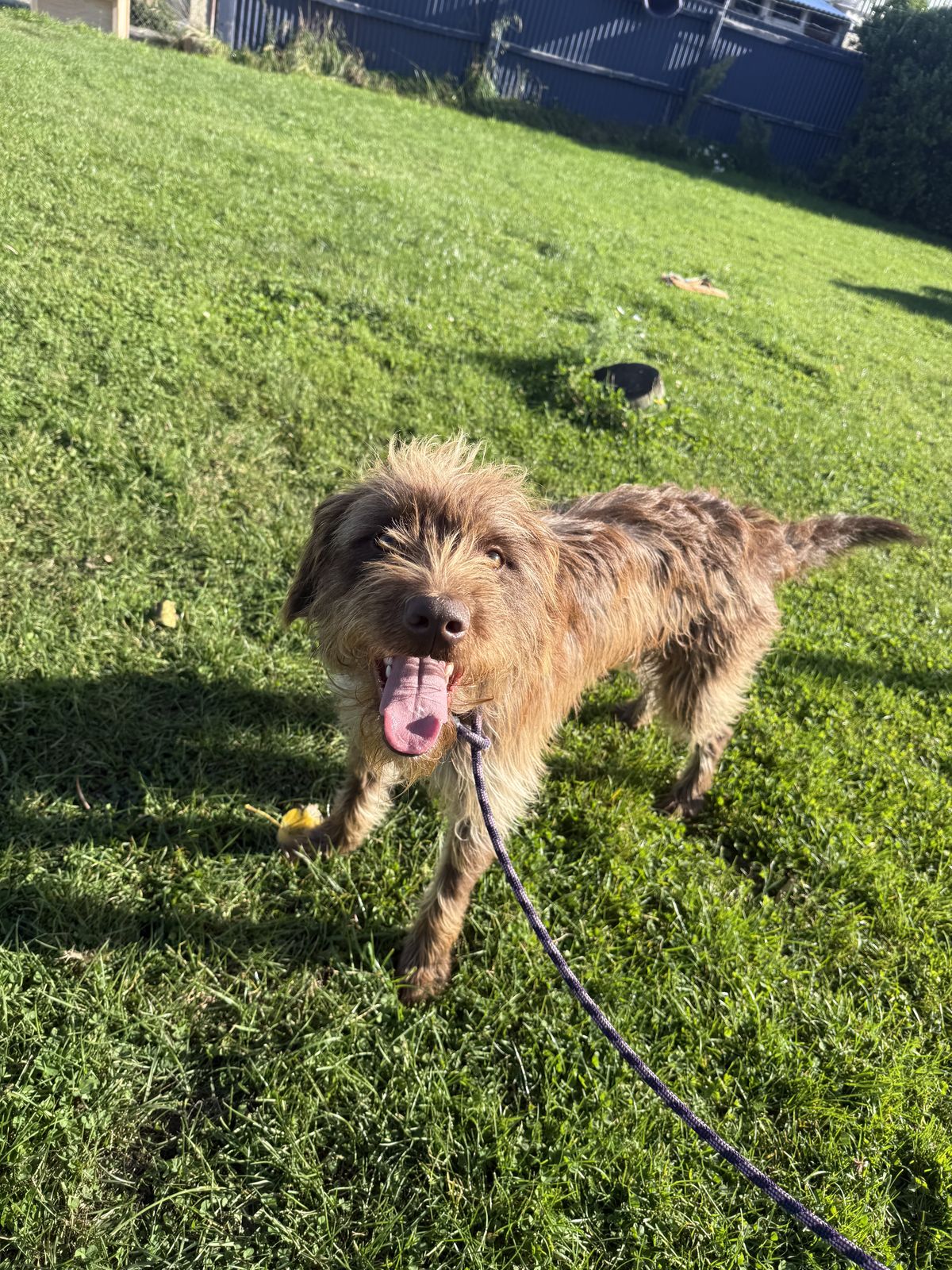 Gallery image: Alfred