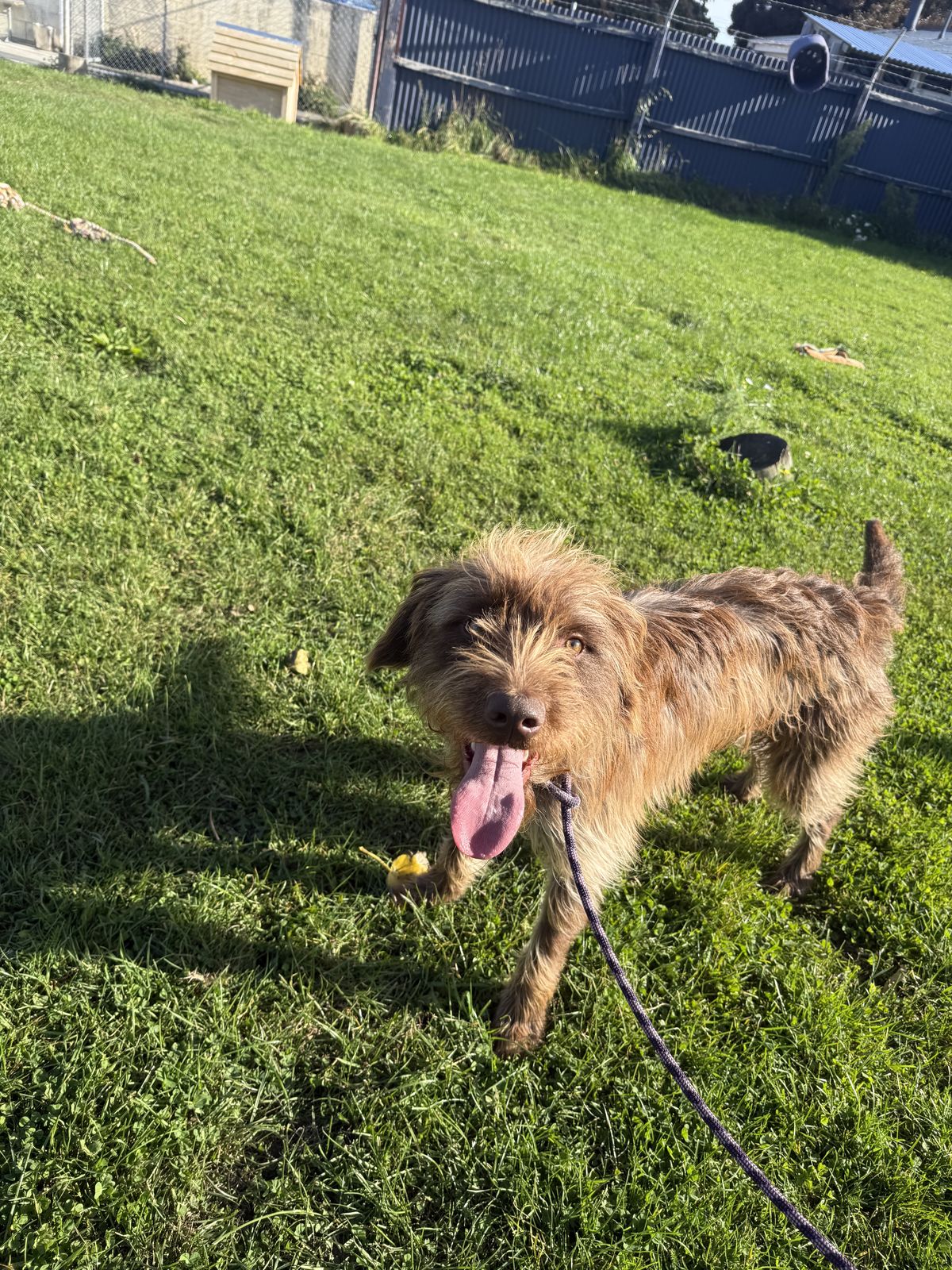 Gallery image: Alfred