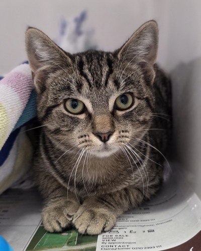 Grumpy Gary - Domestic Short Hair